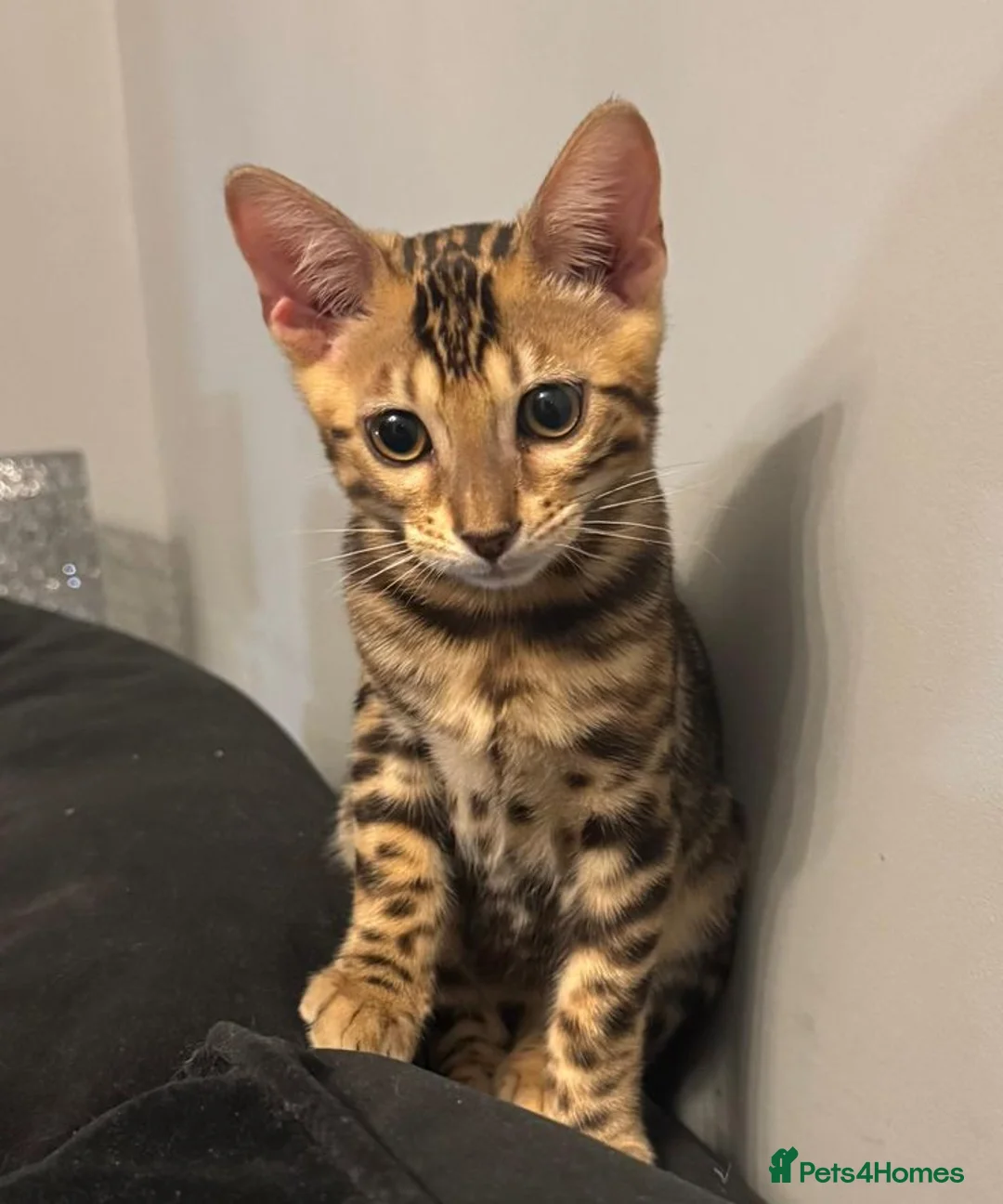 Bengal cats for sale: Bengal kittens for sale in Manchester - Advert 4