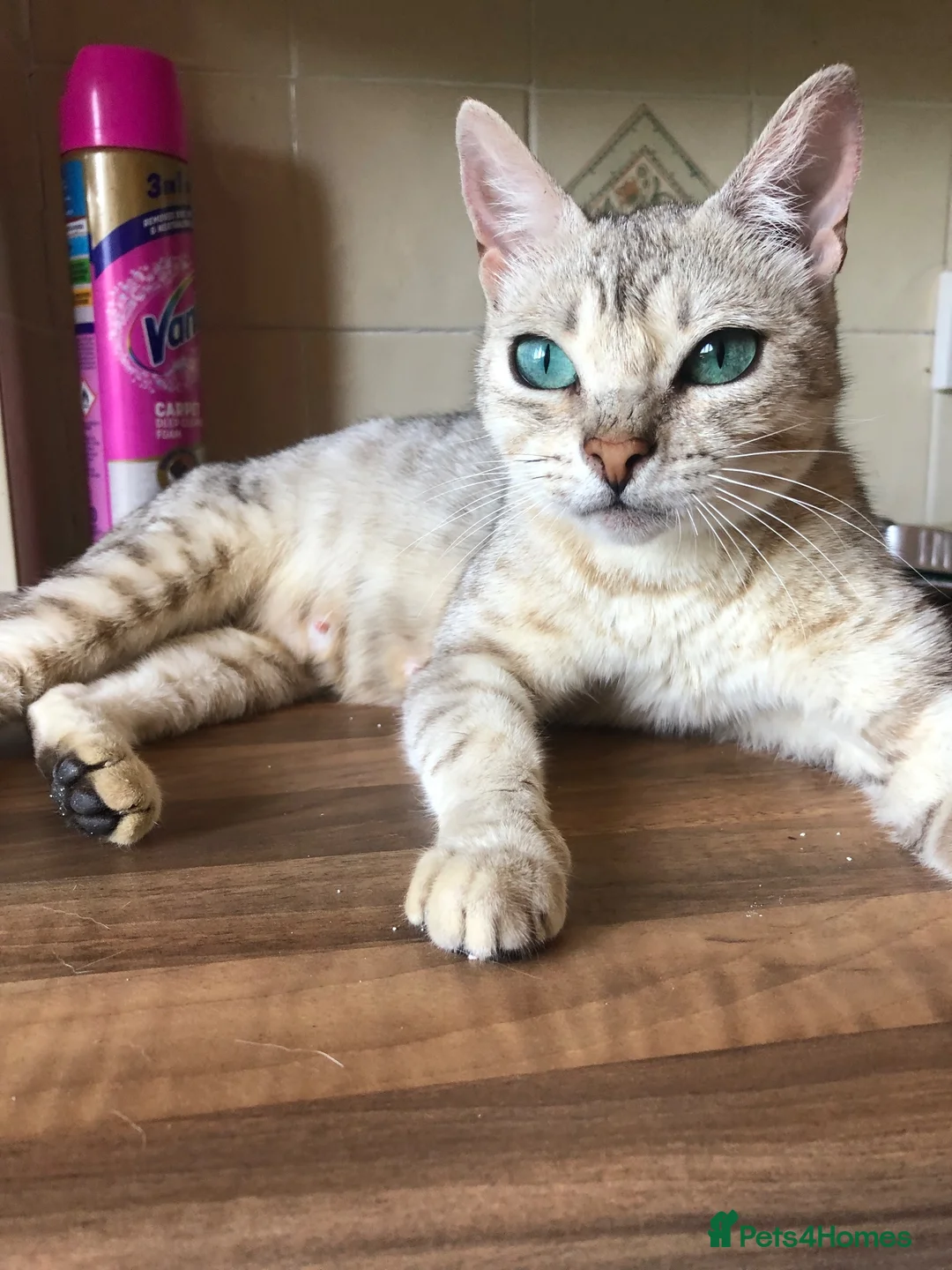 Mixed Breed cats for sale: Beautiful Bengal X kittens for sale  - Advert 15