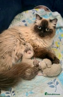 Persian cats - Advert 7