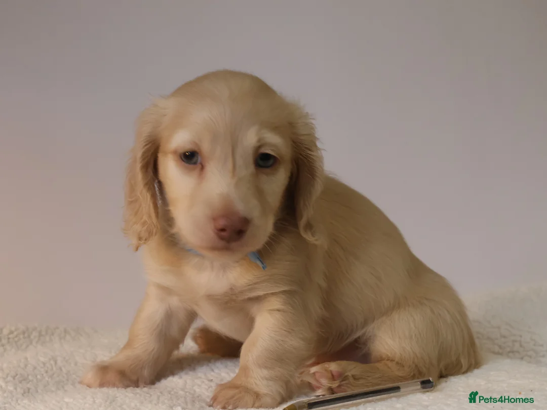 Miniature Dachshund dogs for sale: 5*Licensed+CREAMLONGHAIR+KCreg+PRACLEAR+Vetchecked - Advert 18