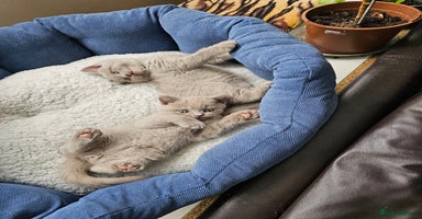 British Shorthair cats - Advert 13