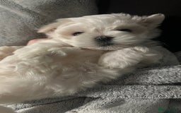 Maltese dogs for sale: London | Maltese Puppies Born on September 18th  - Image 2