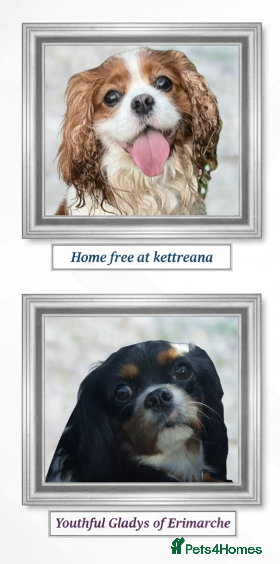 Cavalier King Charles Spaniel dogs for sale: kc, health tested, ckcs - Advert 1