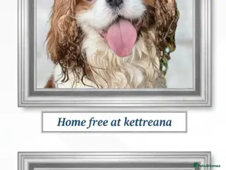 Cavalier King Charles Spaniel dogs kc, health tested, ckcs - Advert 4