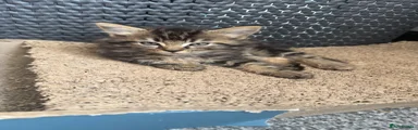 Mixed Breed 1