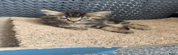 Mixed Breed cats for sale: Cute mixed long & short hair kittens for sale - Advert 12