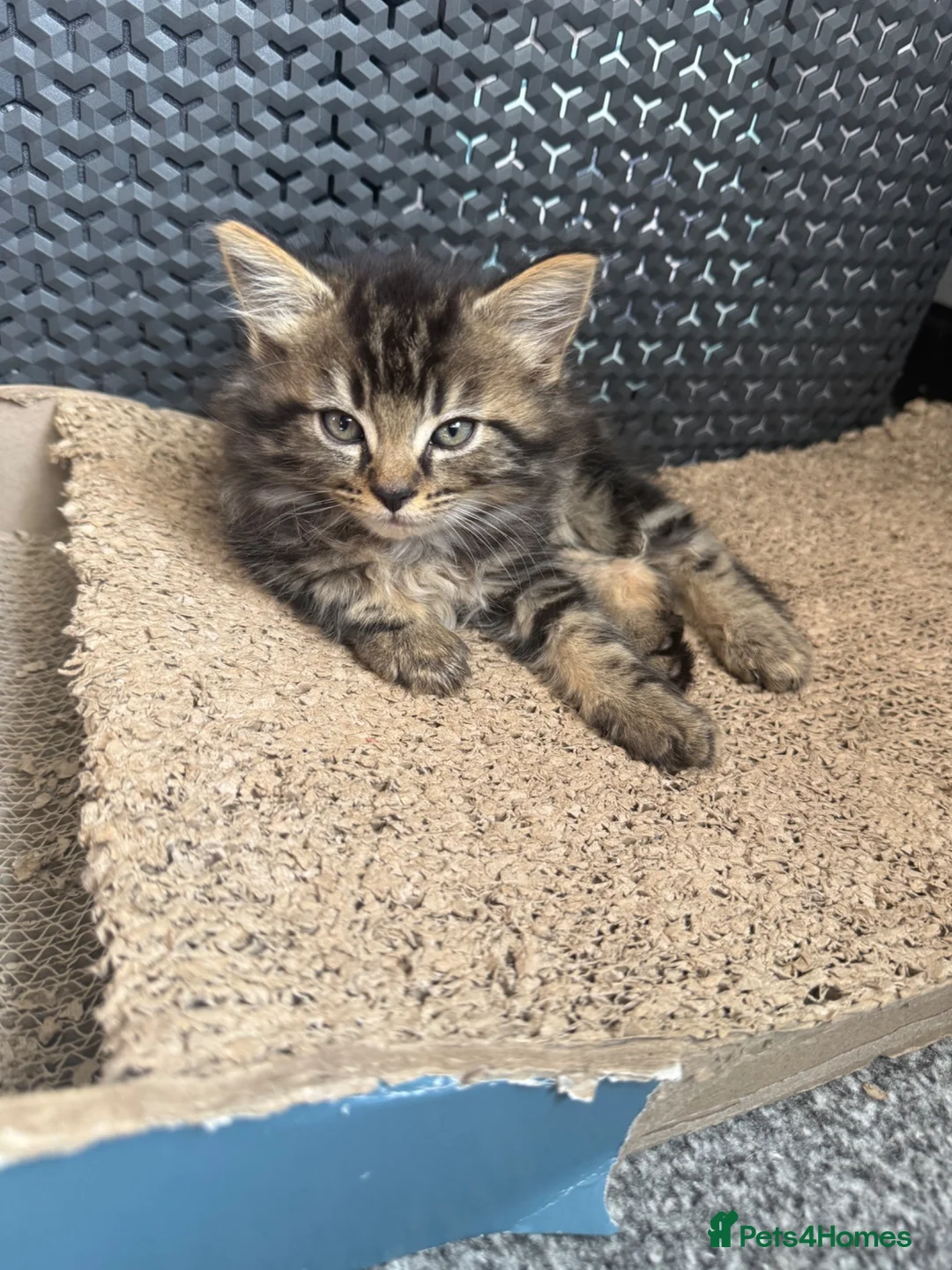 Mixed Breed cats for sale: Cute mixed long & short hair kittens for sale - Advert 12