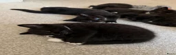 Mixed Breed cats for sale: Russian blue x domesticated long hair  in Warrington - Advert 7