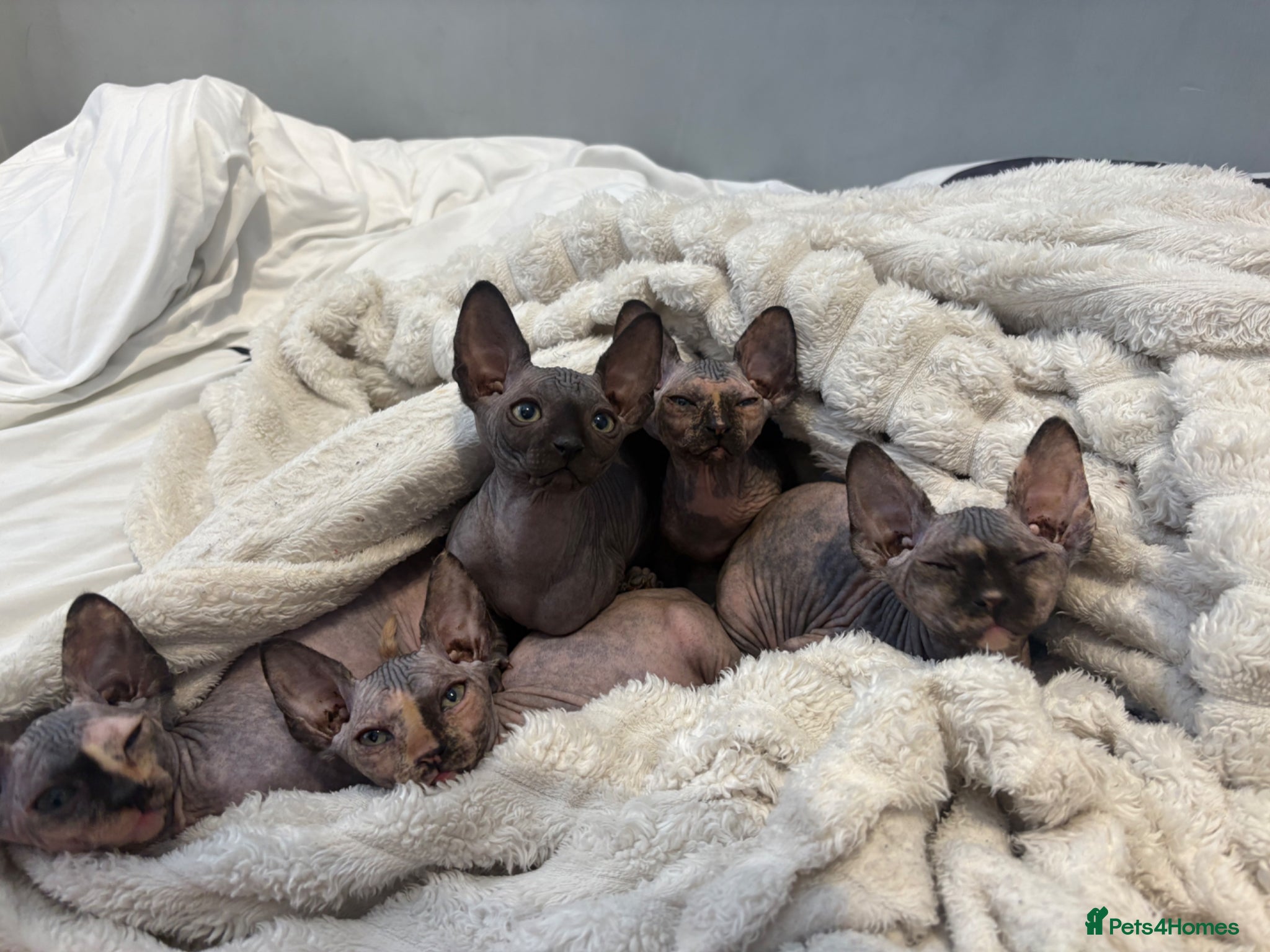 Sphynx cats Multicoloured Sphynx Kittens - Advert 7