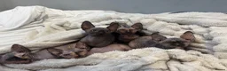 Sphynx cats for sale: Multicoloured Sphynx Kittens - Advert 1
