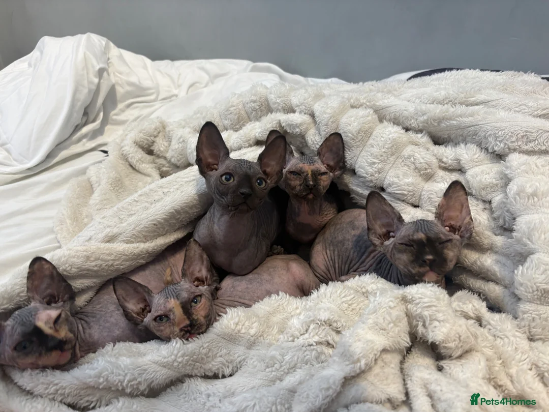 Sphynx cats for sale: Multicoloured Sphynx Kittens - Advert 1