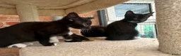 Mixed Breed cats for sale: Kittens  - Advert 4
