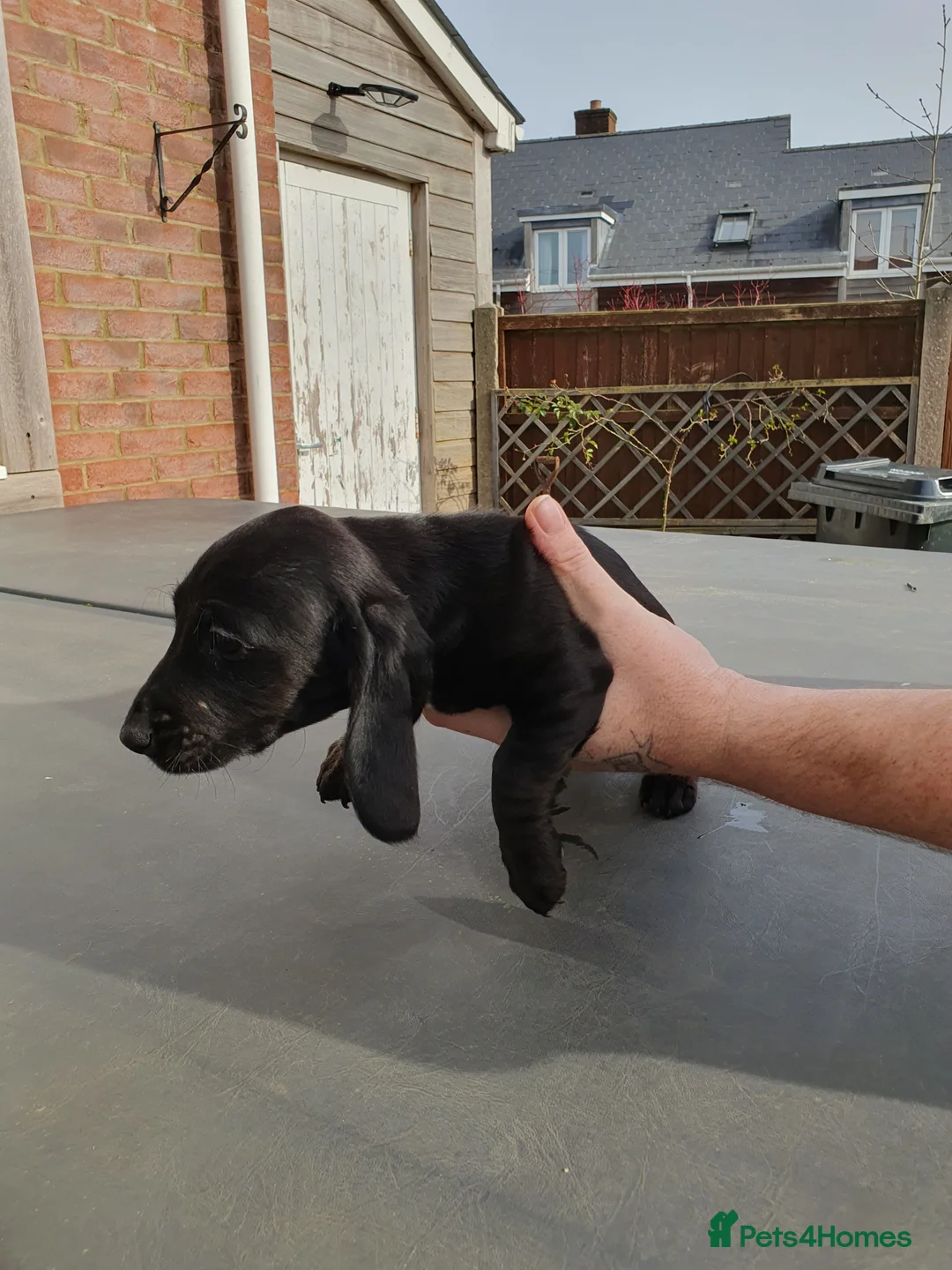 Mixed Breed dogs for sale: Puppies for sale - Advert 2