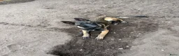 Belgian Shepherd Dog dogs for sale: Belgian malnois sheperad - Advert 8
