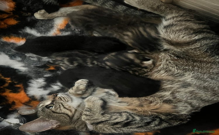 Domestic Shorthair cats - Advert 14