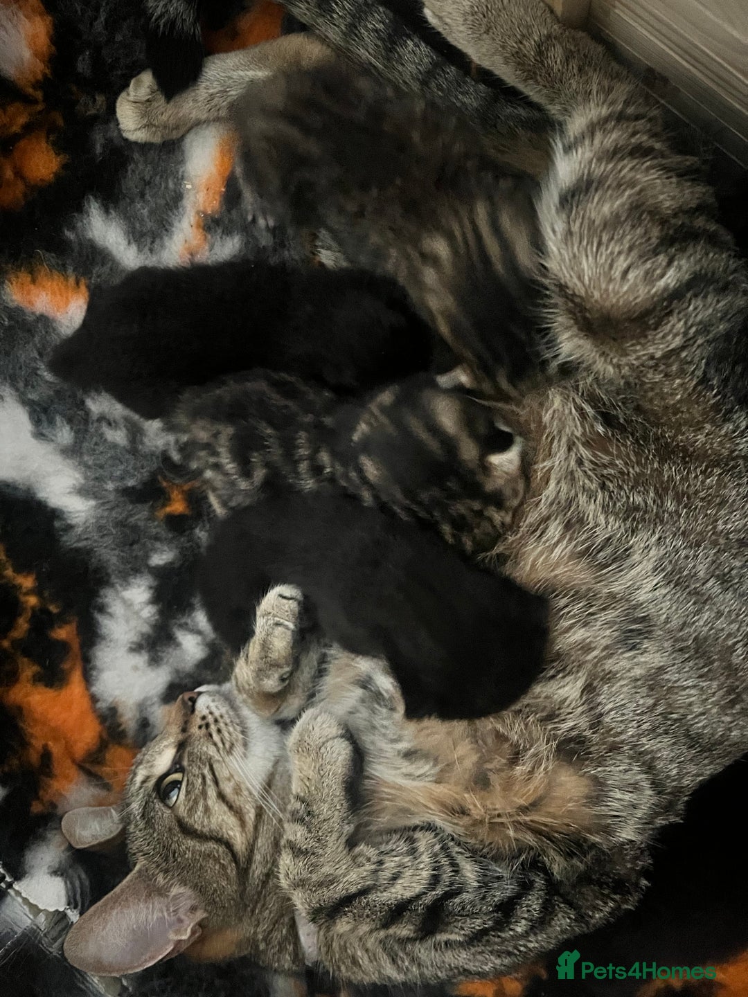 Domestic Shorthair cats for sale: 6 beautiful kittens for sale. - Image 1