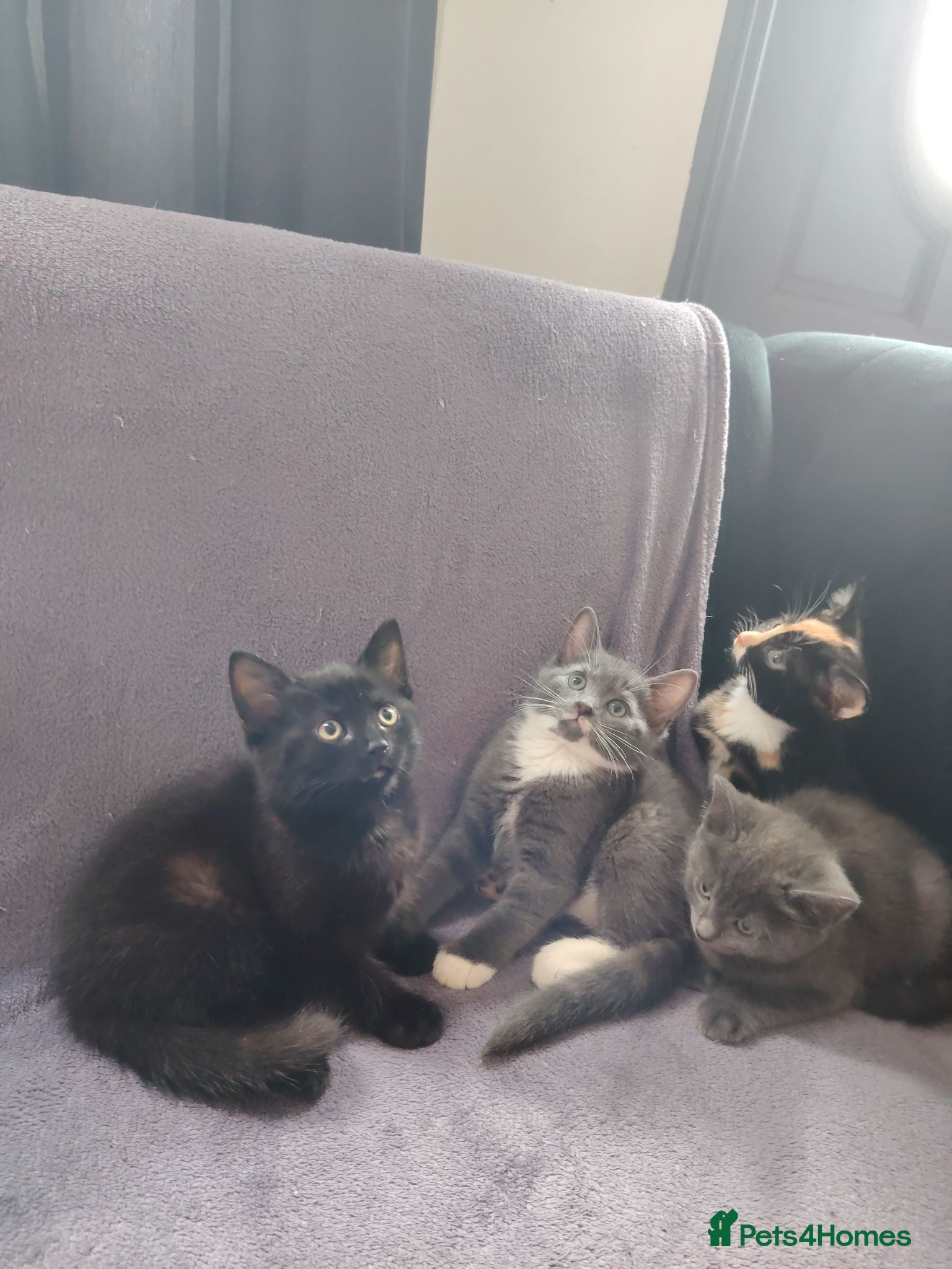 British Shorthair cats ur sweet kittens ready to steal your heart. - Advert 2