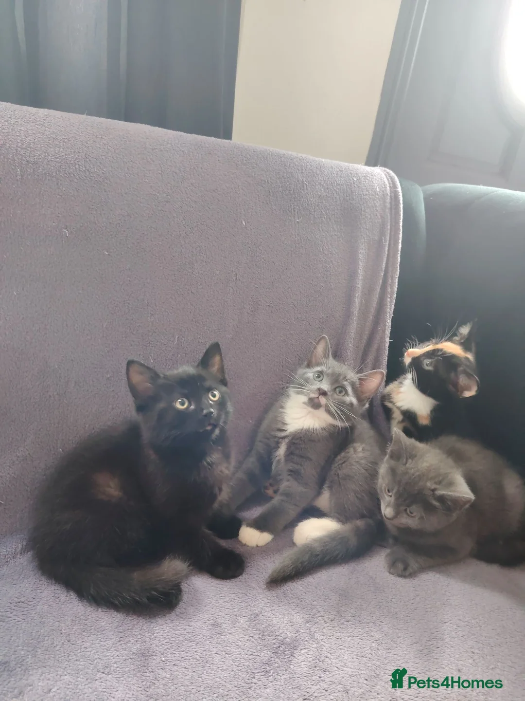 British Shorthair cats for sale: ur sweet kittens ready to steal your heart. - Advert 1