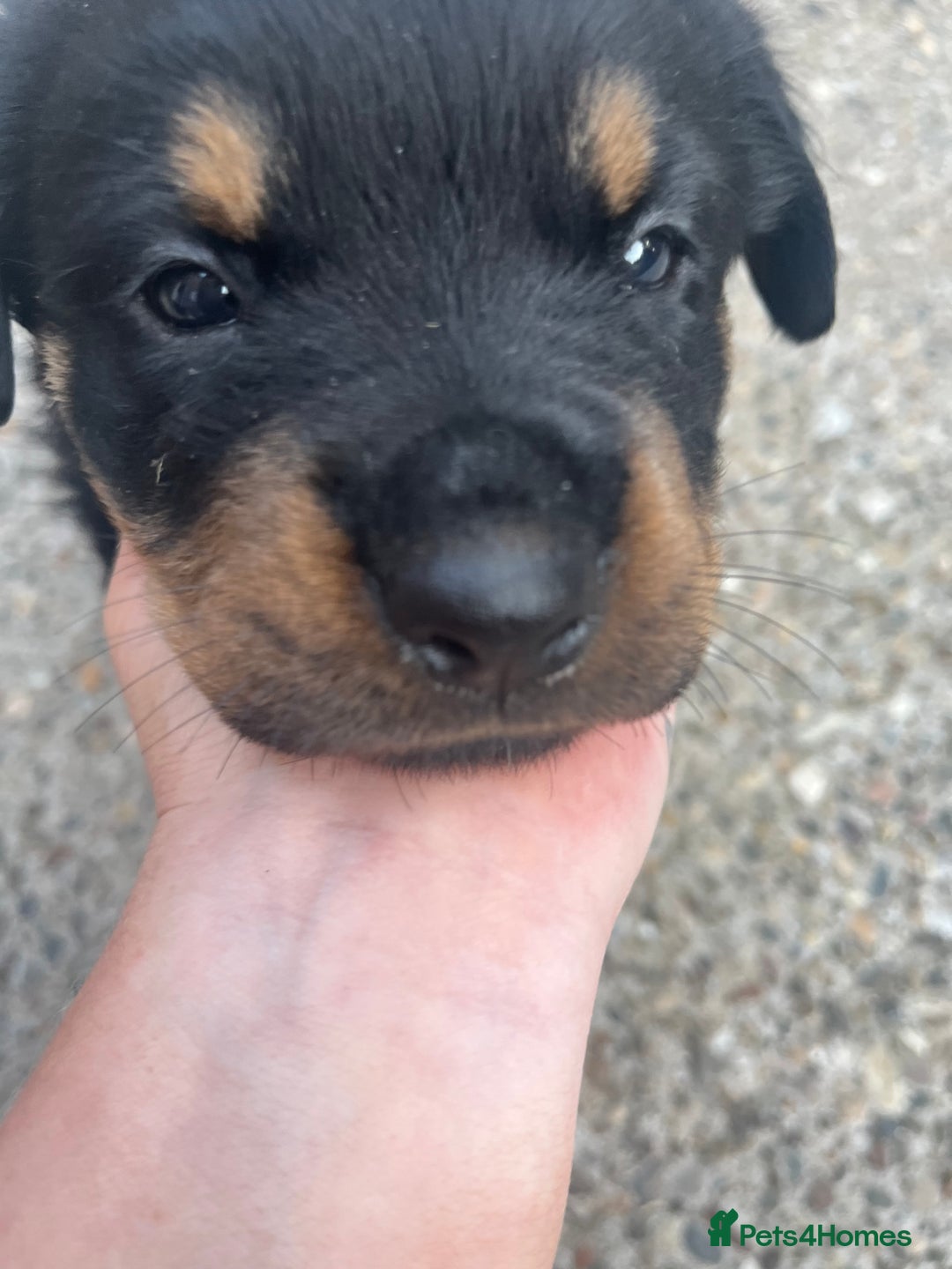 Rottweiler dogs for sale: Beautifull Rottweiler  - Image 3
