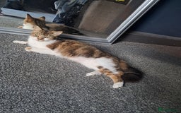 Mixed Breed cats for sale: 2 adorable kittens  - Image 4