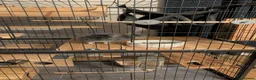 Chinchilla rodents for sale: Violet Male Chinchilla Rambo + Full Setup - Advert 11