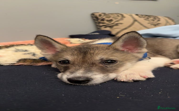 Huskita dogs 1 husky/akita Puppy for sale  - Advert 10