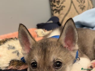 Huskita dogs 1 husky/akita Puppy for sale - Advert 1