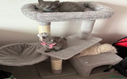 British Shorthair cats for sale: Beautiful bred British shorthairs  - Image 32