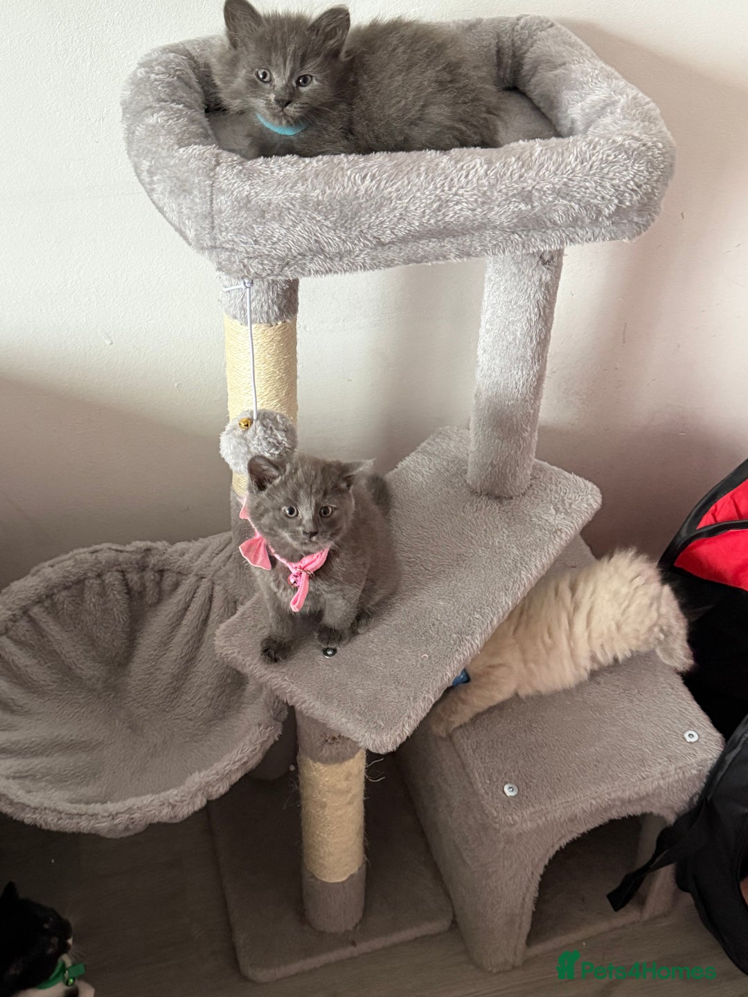 British Shorthair cats for sale: Beautiful bred British shorthairs  - Image 32