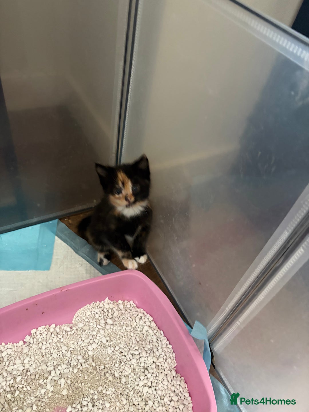 Mixed Breed cats for sale: Beautiful kittens  - Image 3