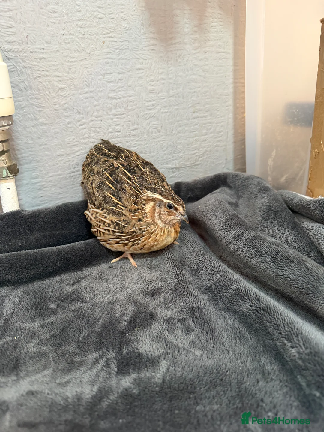 Quail poultry for sale: Two male Japanese quail  in Orpington - Advert 5