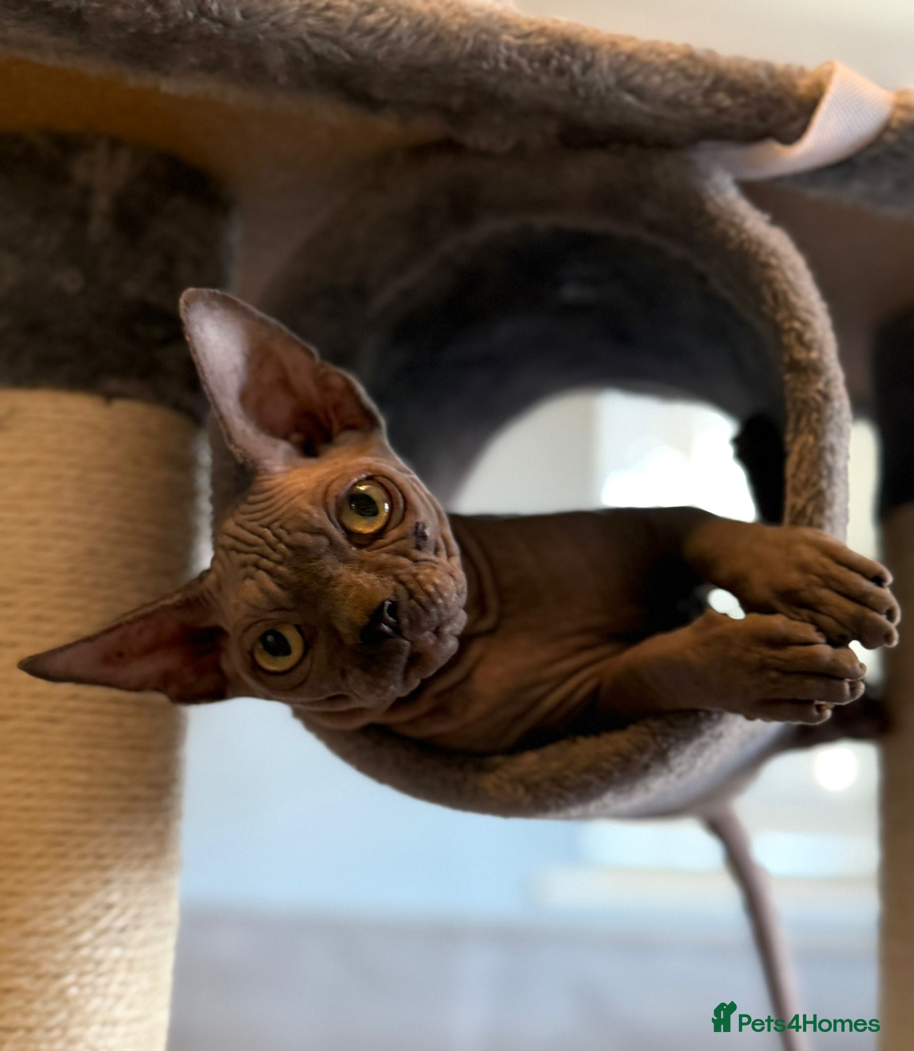 Sphynx cats EmaidacanadianSphinx - Advert 3