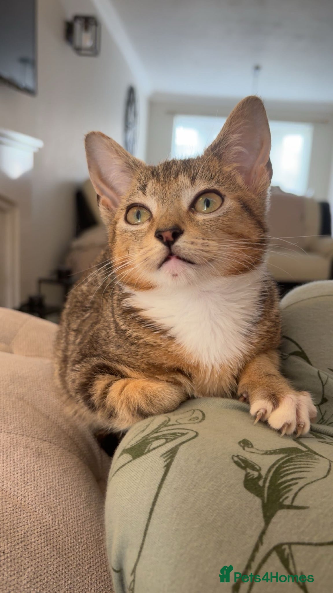 Bengal cats 🐯🩵Lynx point bengal kitten🩵🐯 - Advert 2