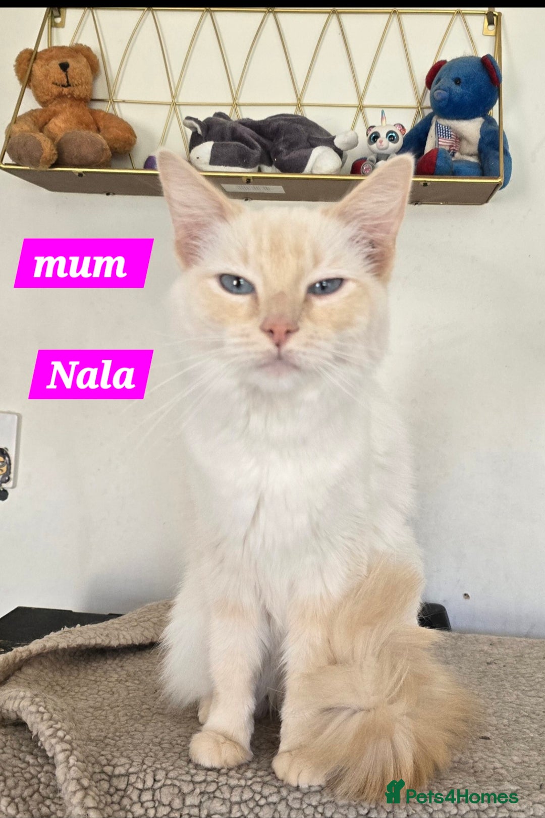 Ragdoll cats for sale: Nala my flame point ragdoll  - Advert 1