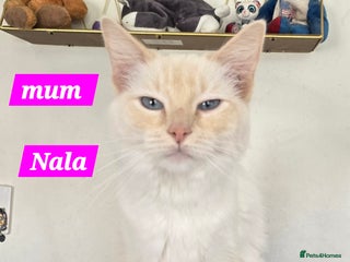 Ragdoll cats for sale: Nala my flame point ragdoll - Advert 1