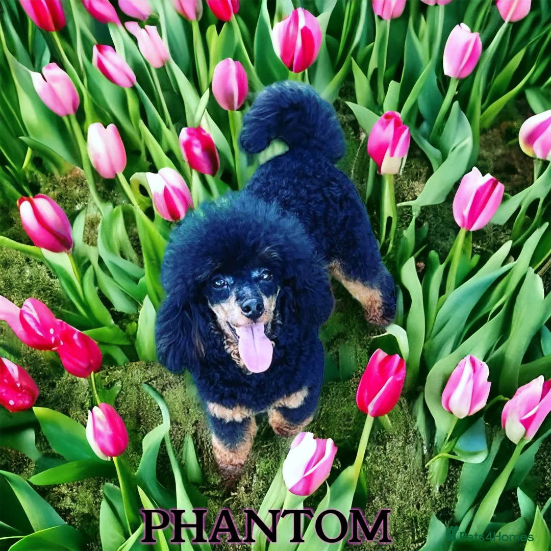 Toy Poodle dogs for stud: PHANTOM TOY POODLE AVAILABLE AT STUD in Grays - Advert 6