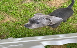 Staffordshire Bull Terrier dogs for sale: KC registered Blue Staffordshire bull terrier’s  in Colchester - Image 38