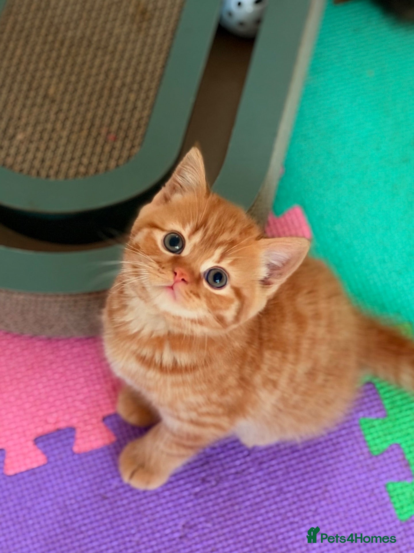 British Shorthair cats 🐈🇬🇧✅BSH 2 boys left 💜Tica reg  - Advert 2