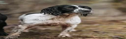 English Springer Spaniel dogs for sale: KC Registered English Springer Spaniels Puppies  - Advert 9