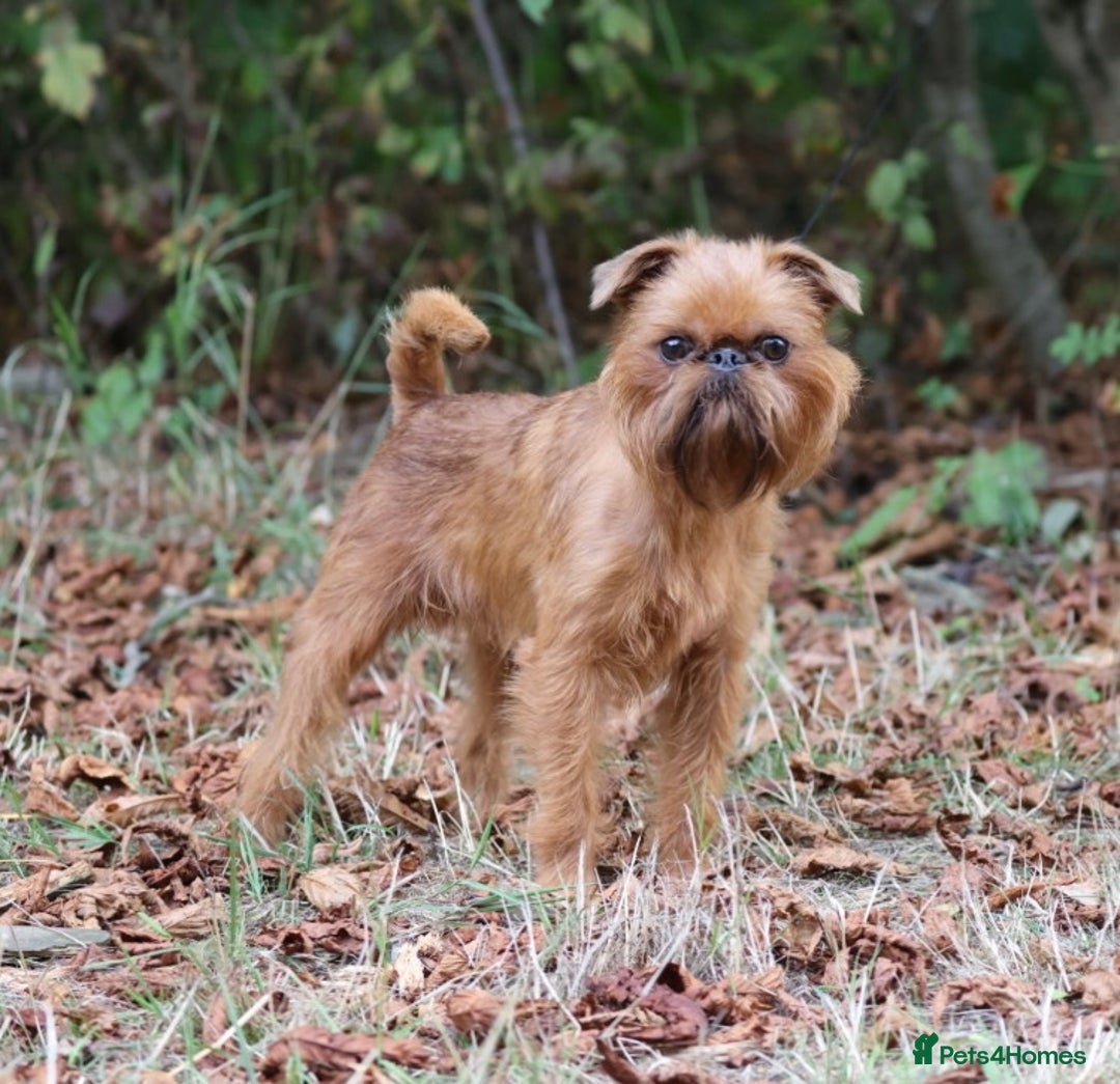 Griffon Bruxellois dogs for stud: Griffon male available for stud, KC proven - Image 2