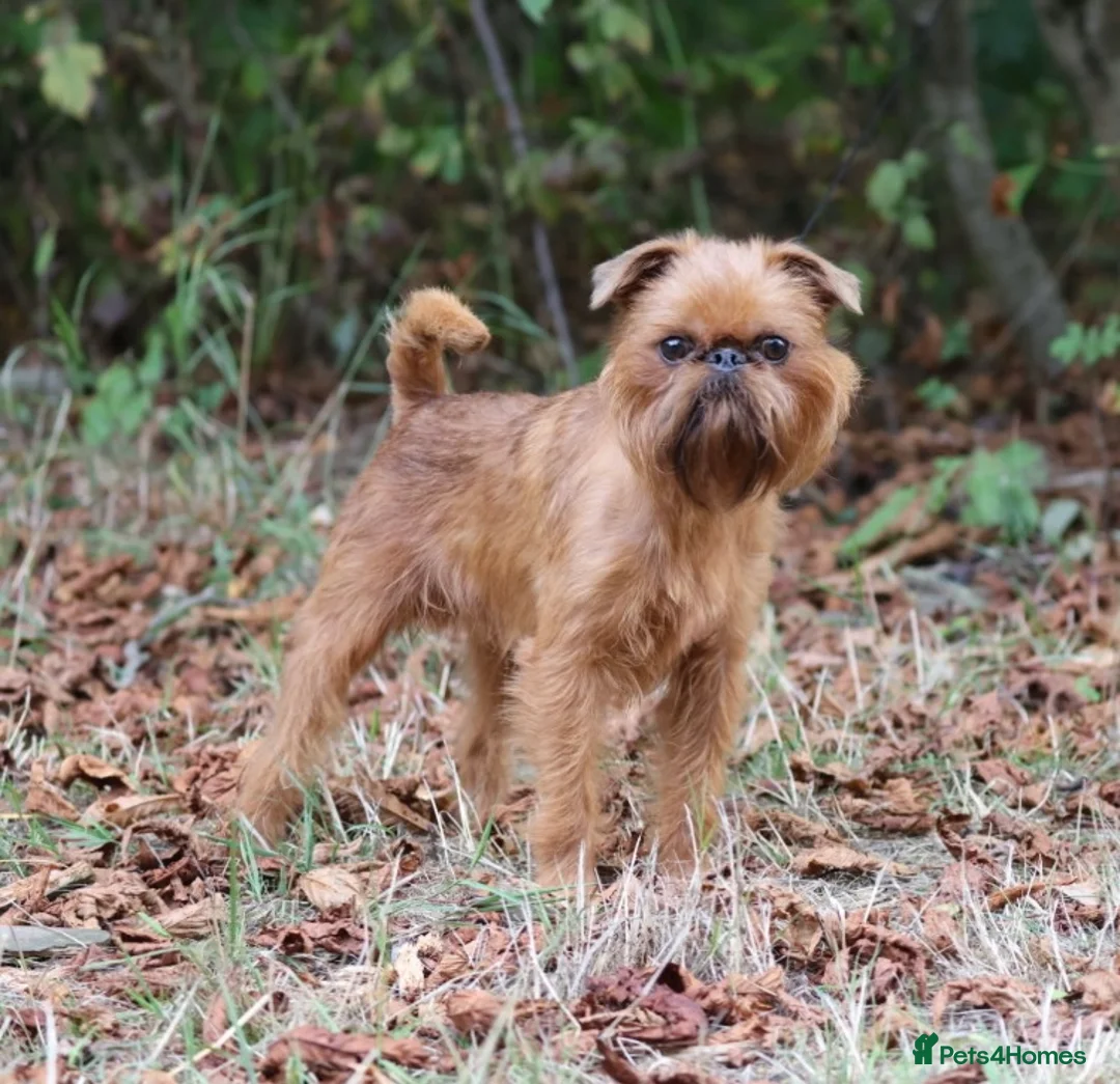 Griffon Bruxellois dogs for stud: Griffon male available for stud, KC proven - Advert 4