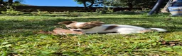 Chihuahua dogs for sale: Stunning Long-Haired Chihuahua Puppies in Guildford - Advert 17