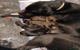 Labrador Retriever dogs for sale: **HEALTH TESTED LABRADOR PUPPIES** - Image 10