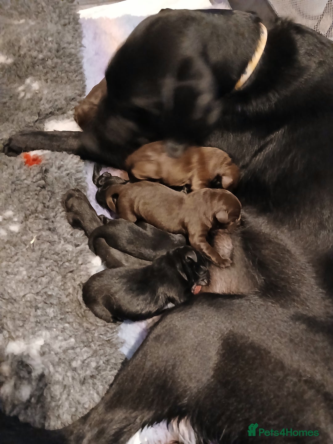 Labrador Retriever dogs for sale: **HEALTH TESTED LABRADOR PUPPIES** - Image 10