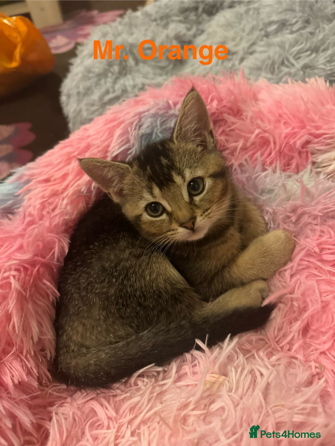 Domestic Shorthair cats for sale: Adorable Loving Kittens Looking for Forever Homes! - Advert 14