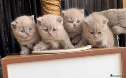 British Shorthair cats for sale:  Absolutely Beautiful BSH Champion Line kittens  - Image 13