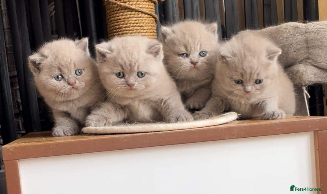 British Shorthair cats for sale:  Absolutely Beautiful BSH Champion Line kittens  - Image 13