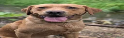 Labrador Retriever dogs for stud: STUD! Fox red Labrador - Advert 4