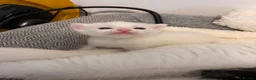 Mixed Breed cats for sale: Pure white male Turkish Angora/Domestic Short Hair - Advert 34