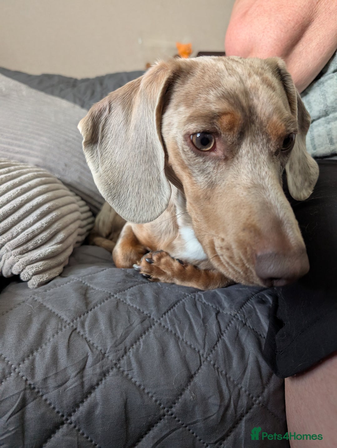 Dachshund dogs for sale: Beautiful Dachshund puppies  - Image 3